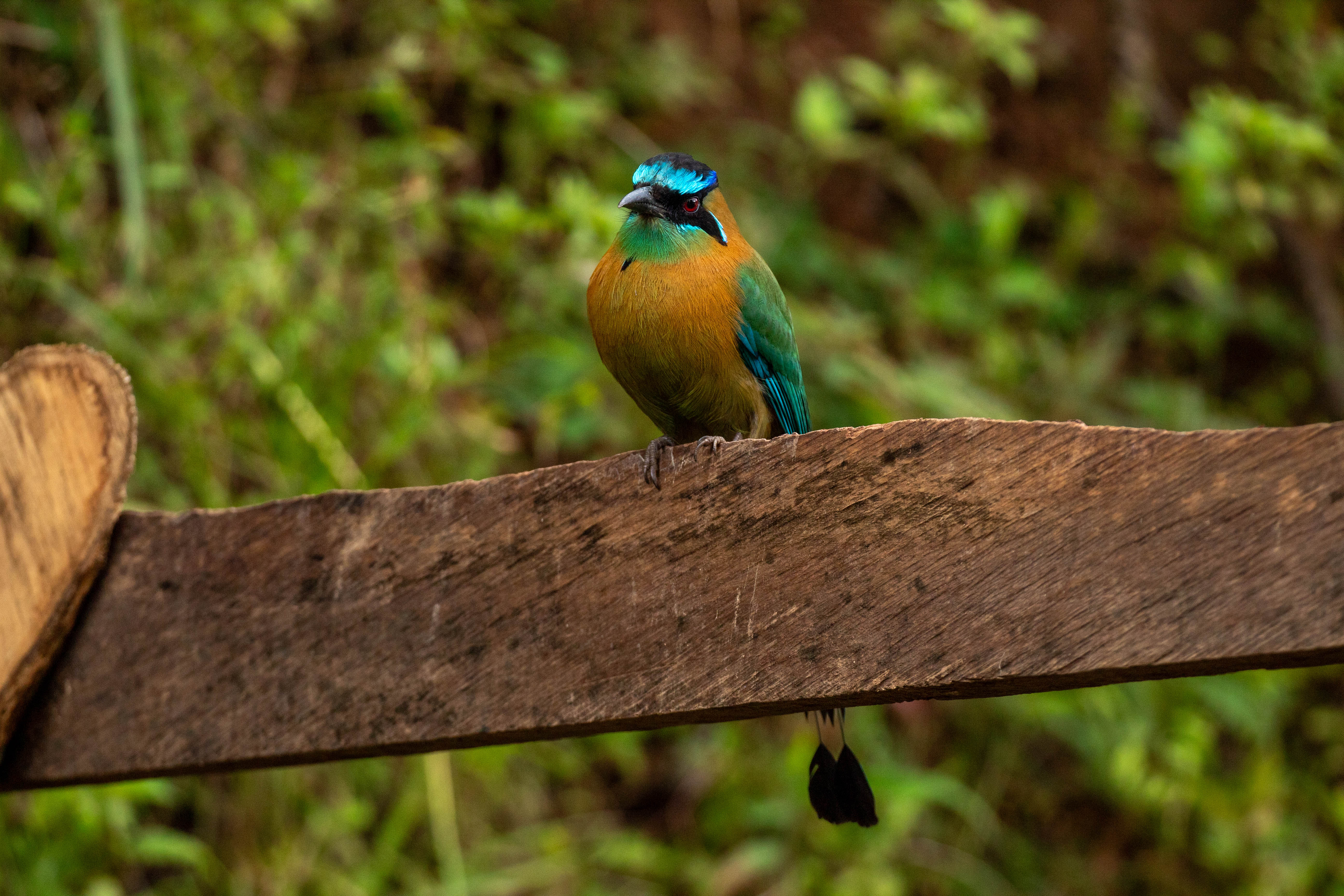 motmot à sourcils bleus oiseau costa rica